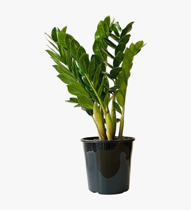 Zamioculcas Plant (ZZ Plant, Aroid Palm, Arum Fern)